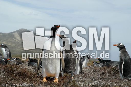 Eselspinguin (07 von 97).jpg